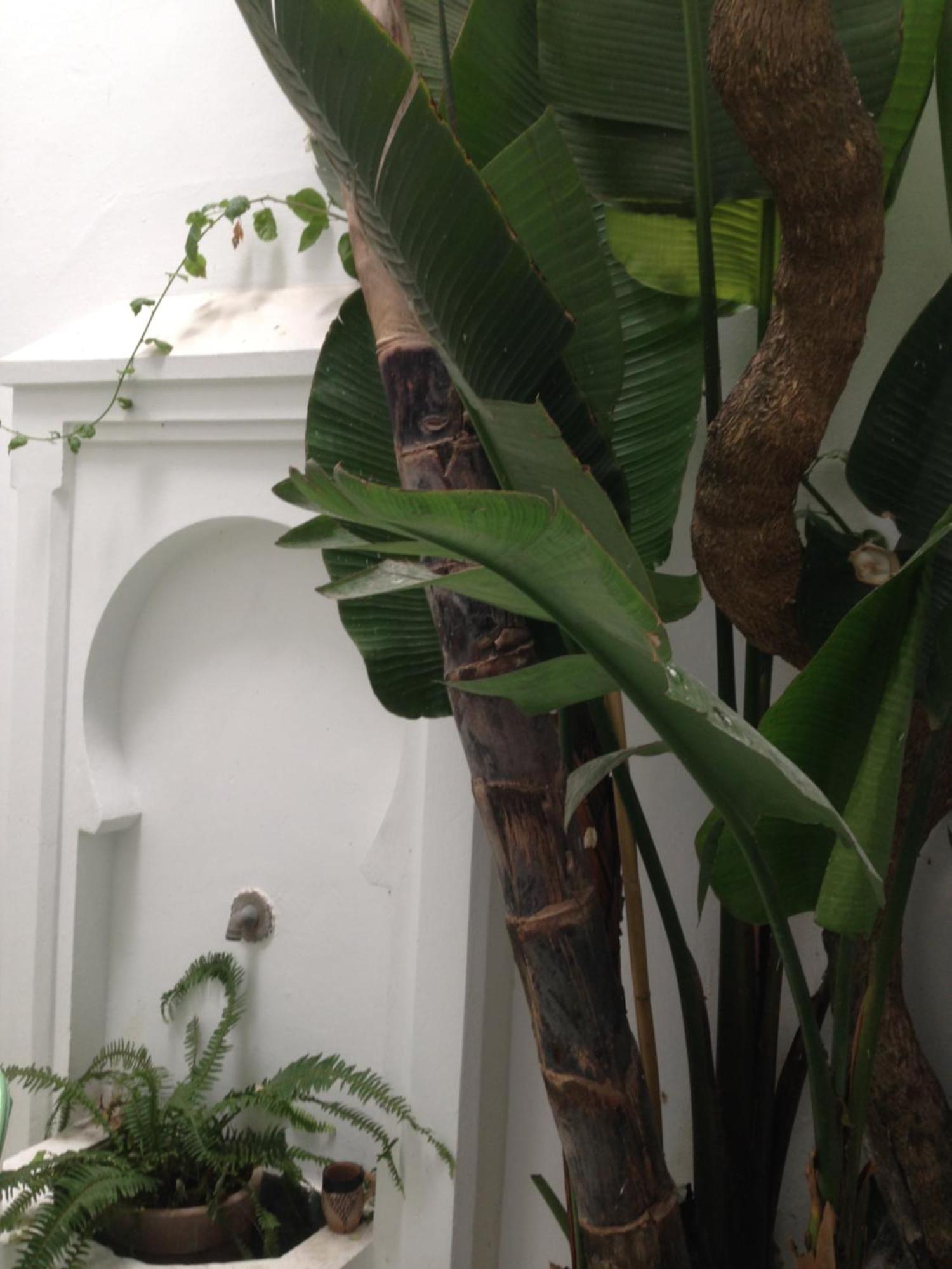 Casabonita Villa Asilah Ngoại thất bức ảnh