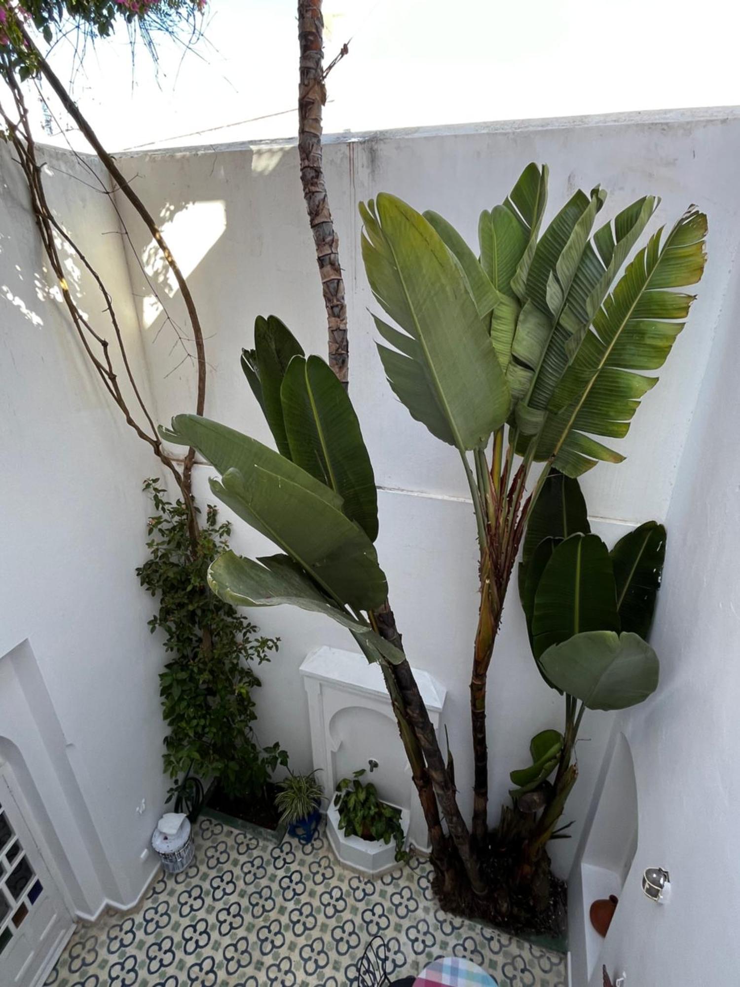 Casabonita Villa Asilah Phòng bức ảnh